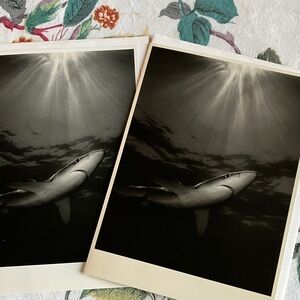 Blue Shark greeting cards in black and white